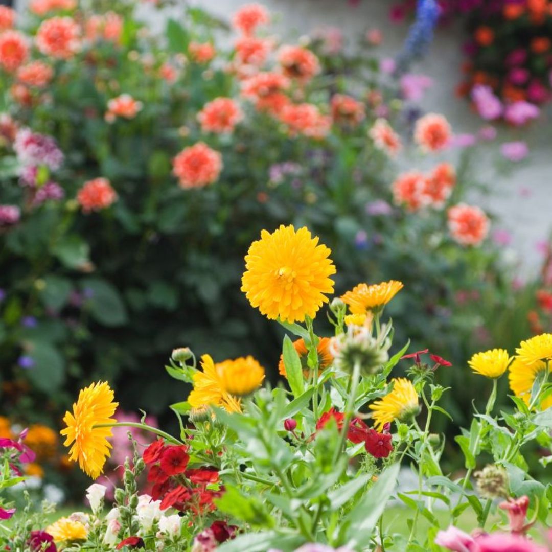 Untitled design - 2024-07-19T161741.826